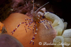 A spotted Shrimp on the lookout on a anemone. by Barbara Schilling 
